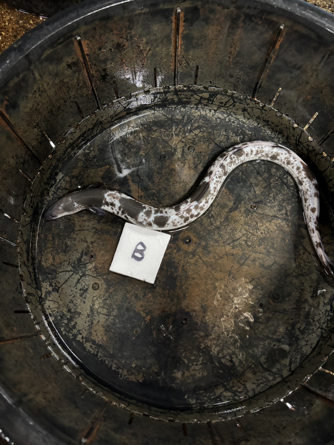 パンダウナギ【エサ用どじょう200g付】 B