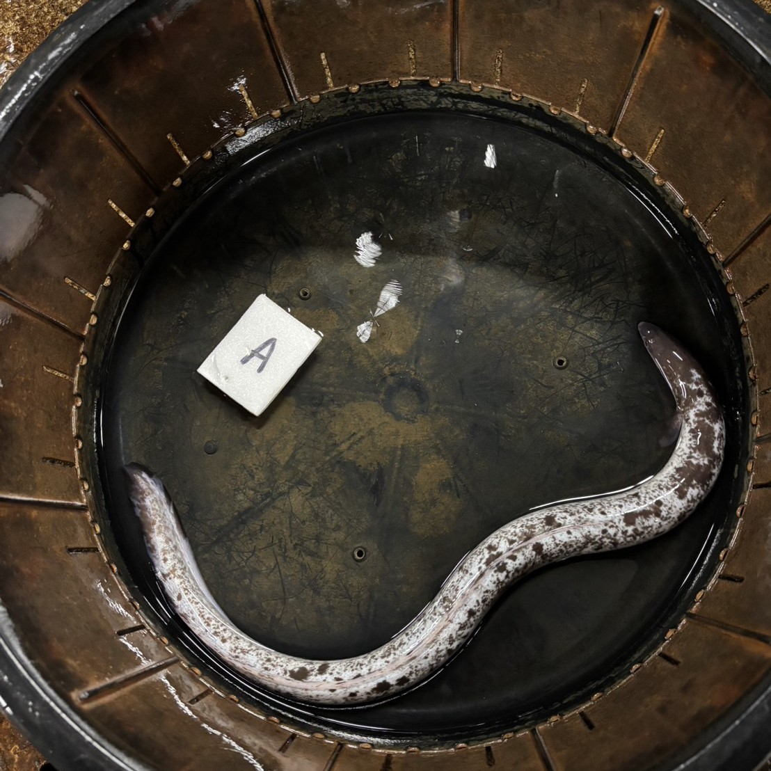 パンダウナギ【エサ用どじょう200g付】 A